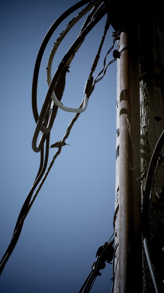 A close-up of a utility pole with various electrical wires and cables against a clear blue sky. A humming bird perches on a central wire