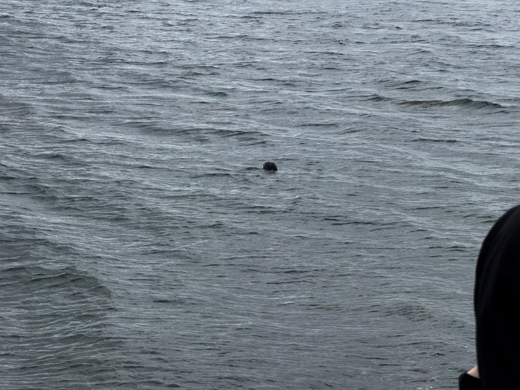Harbor Seal!