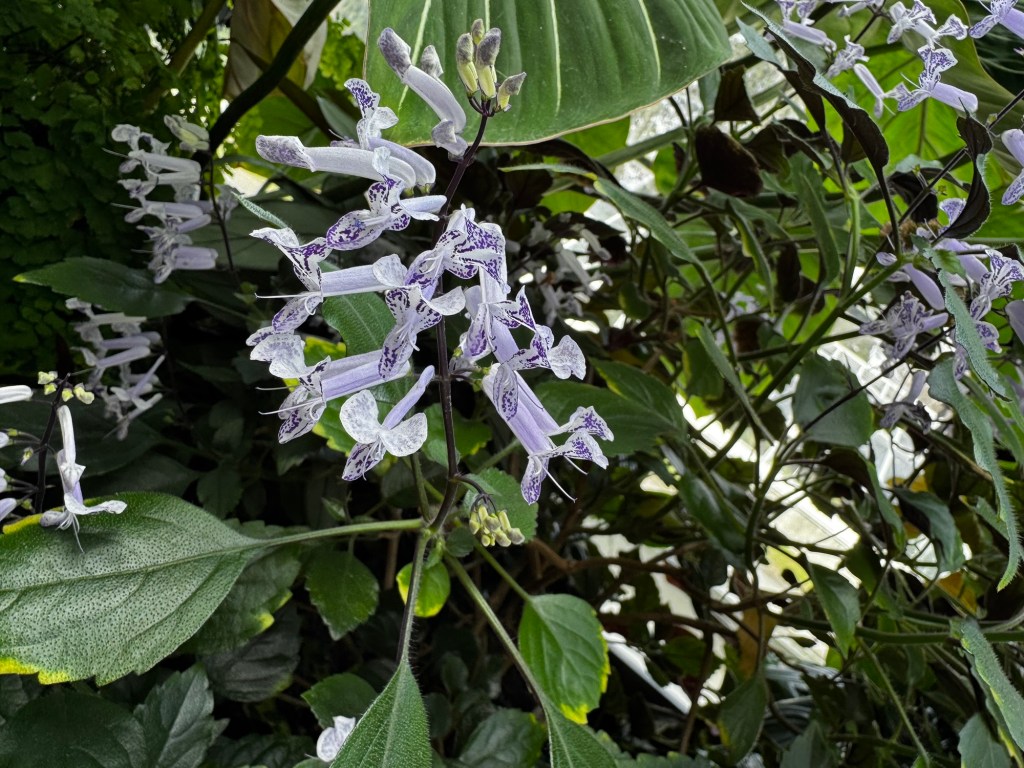 Tiny purple and white orchids