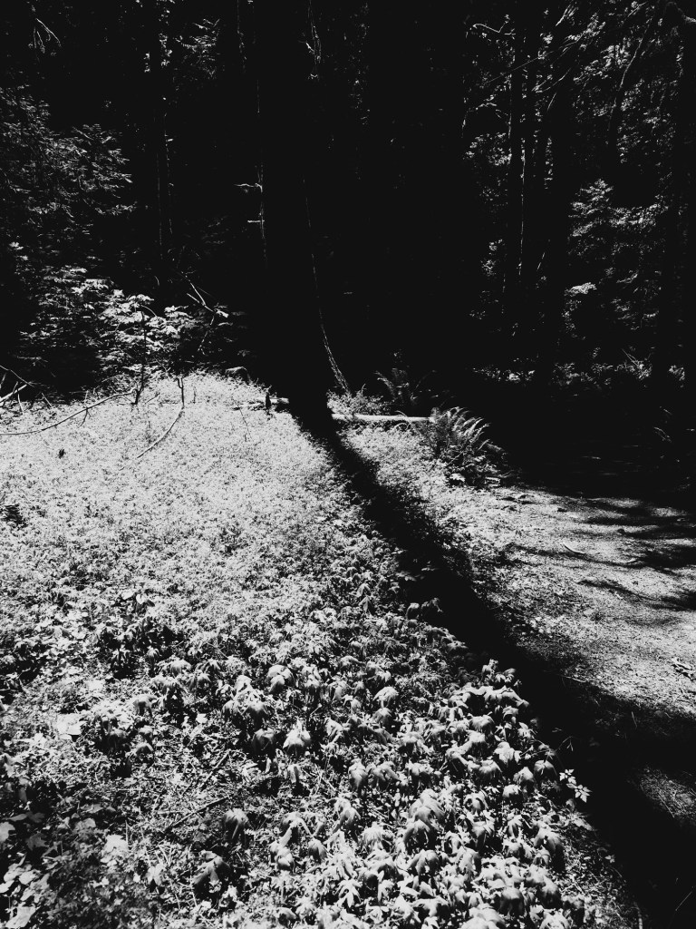 B&W moss in the sun