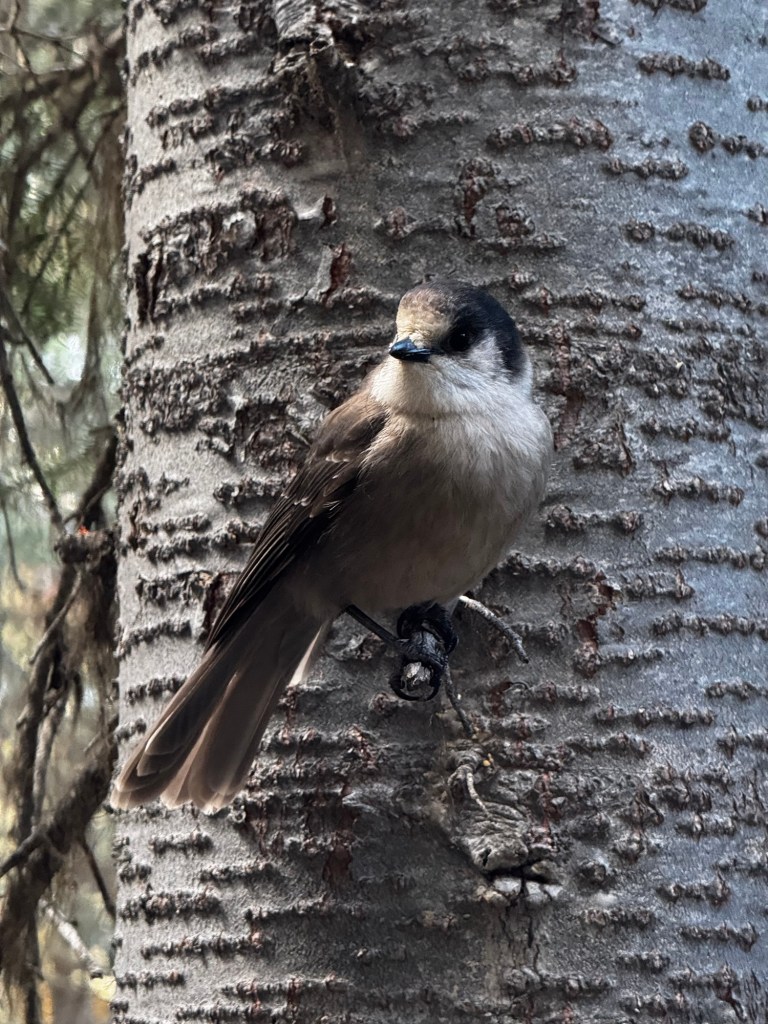 Its a Canada Jay hanging off a tree